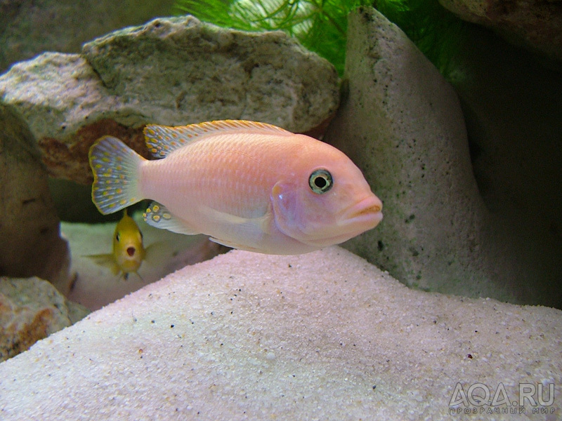 Pseudotropheus esterae red red