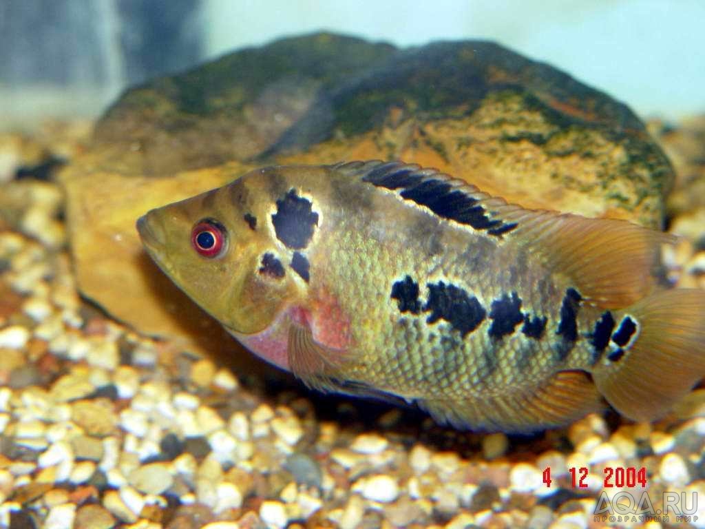 Cichlasoma Trimaculatus.Видновский клуб