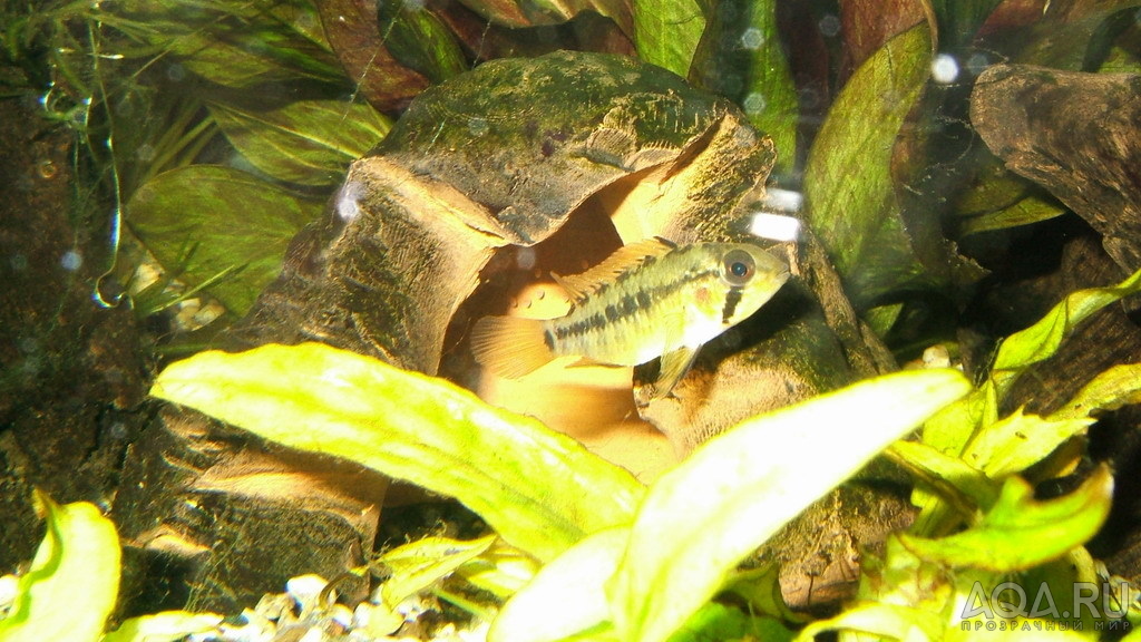 Apistogramma Viegeta 2