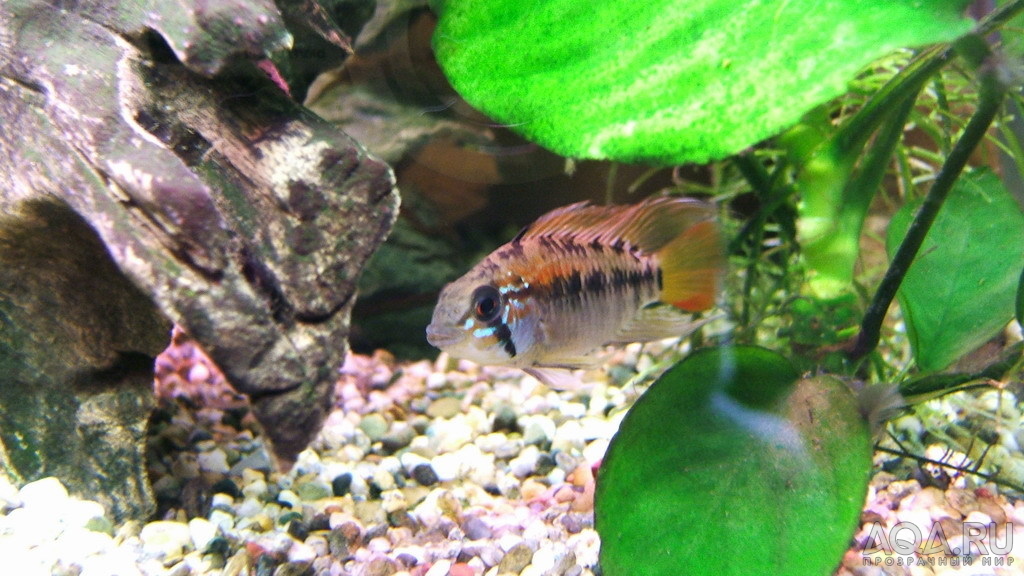 Apistogramma Viejeta 3