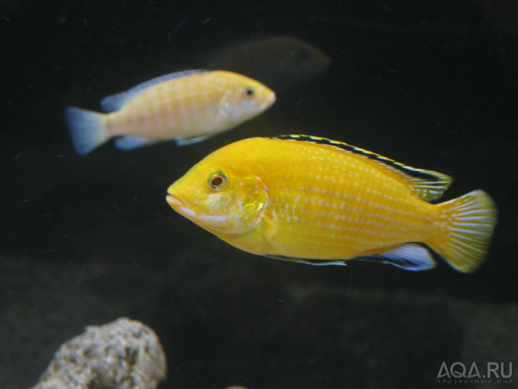 Labidochromis Yellow