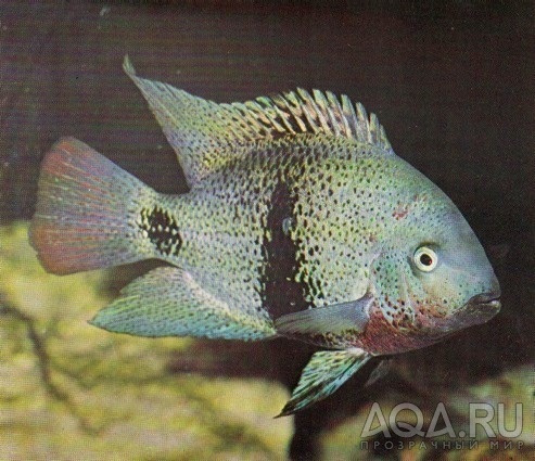 Cichlasoma maculicauda