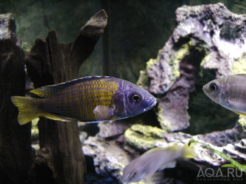 Copadichromis borleyi “Kadango”