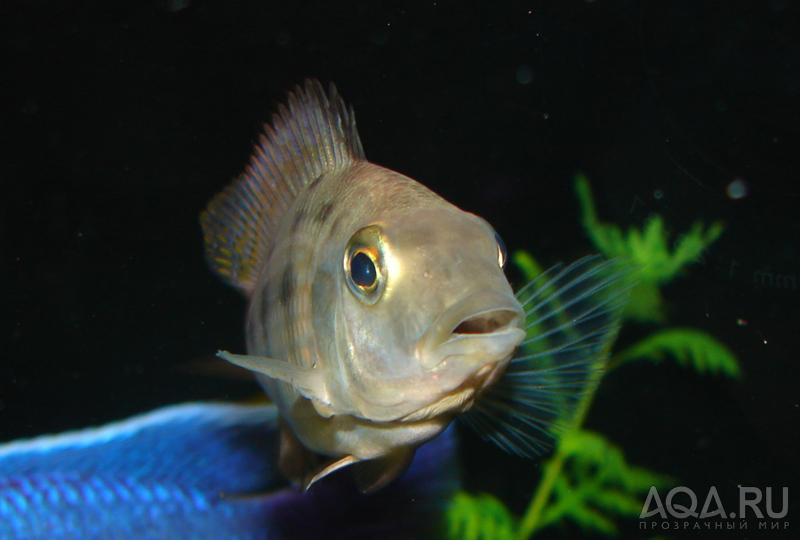 Fossorochromis rostratus