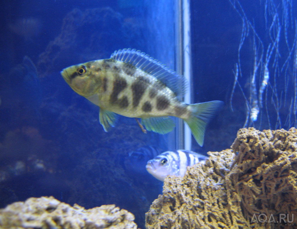 Venustus