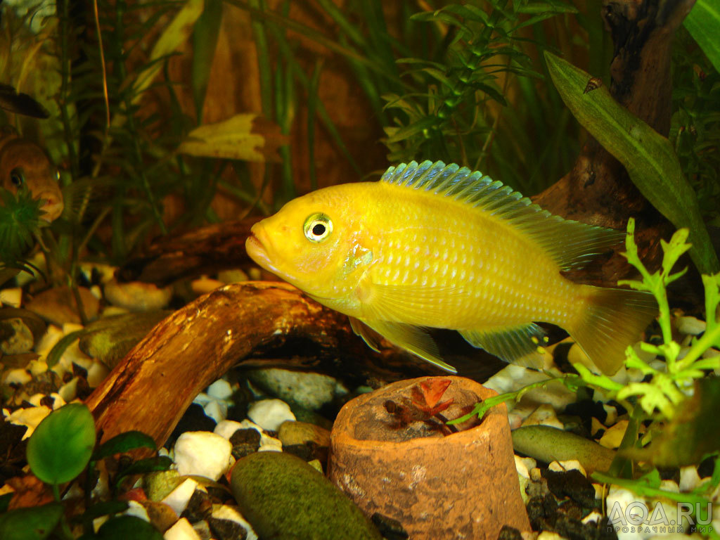 Pseudotropheus lombardoi