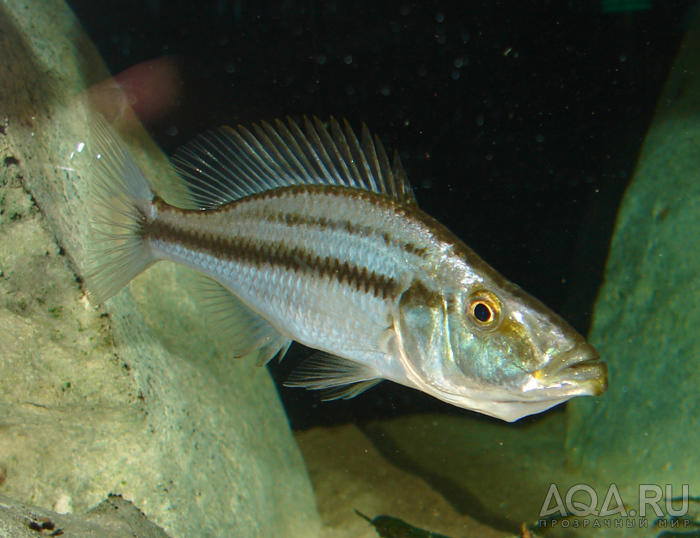 Самка с икрой - Dimidiochromis compressiceps