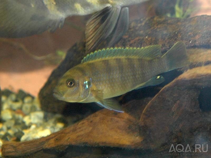 Cynotilapia afra 2 =)