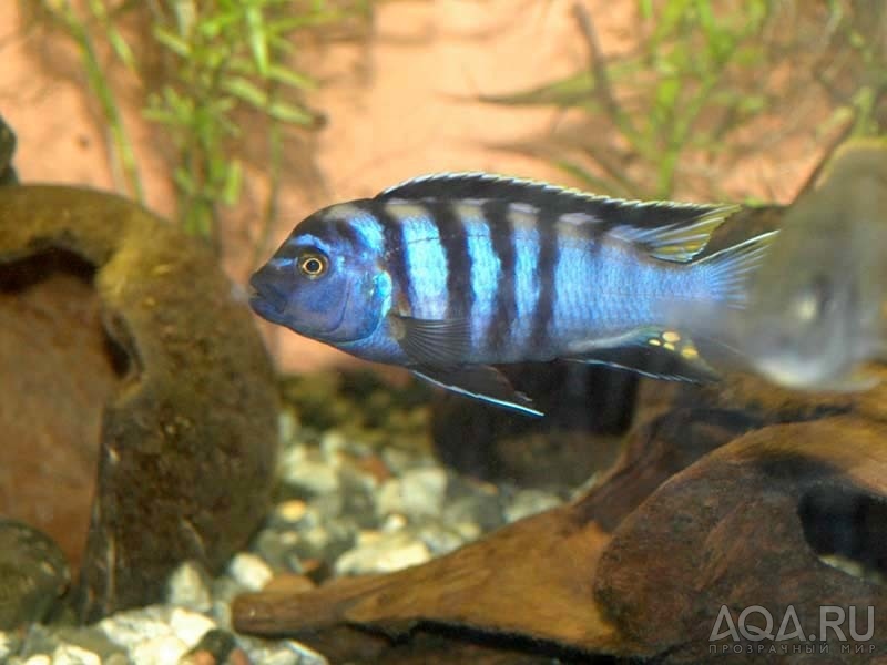 Cynotilapia afra 1 =)