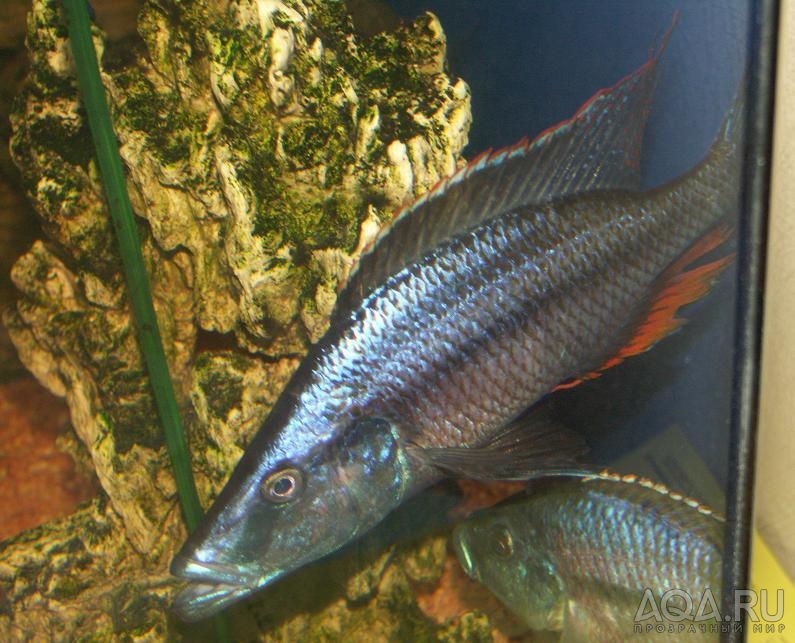 Dimidiochromis compressiceps