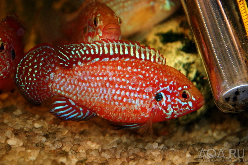 Hemichromis lifalili