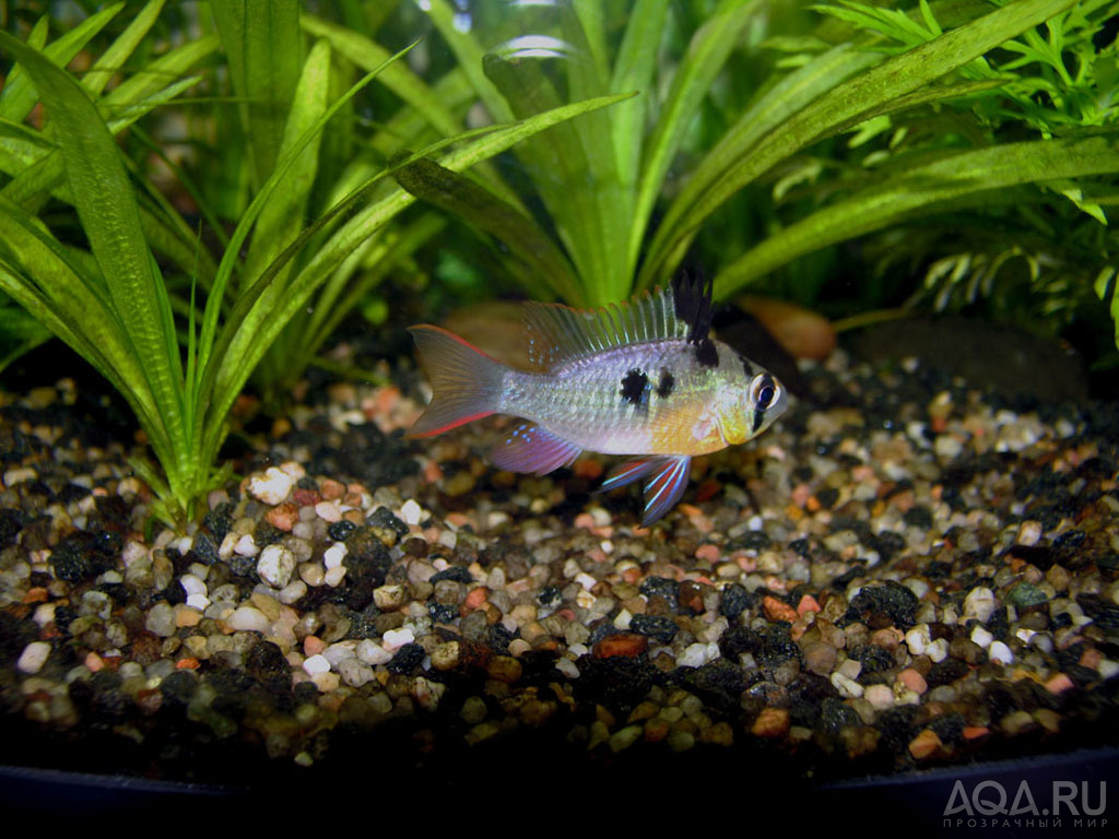 Mikrogeophagus altispinosus