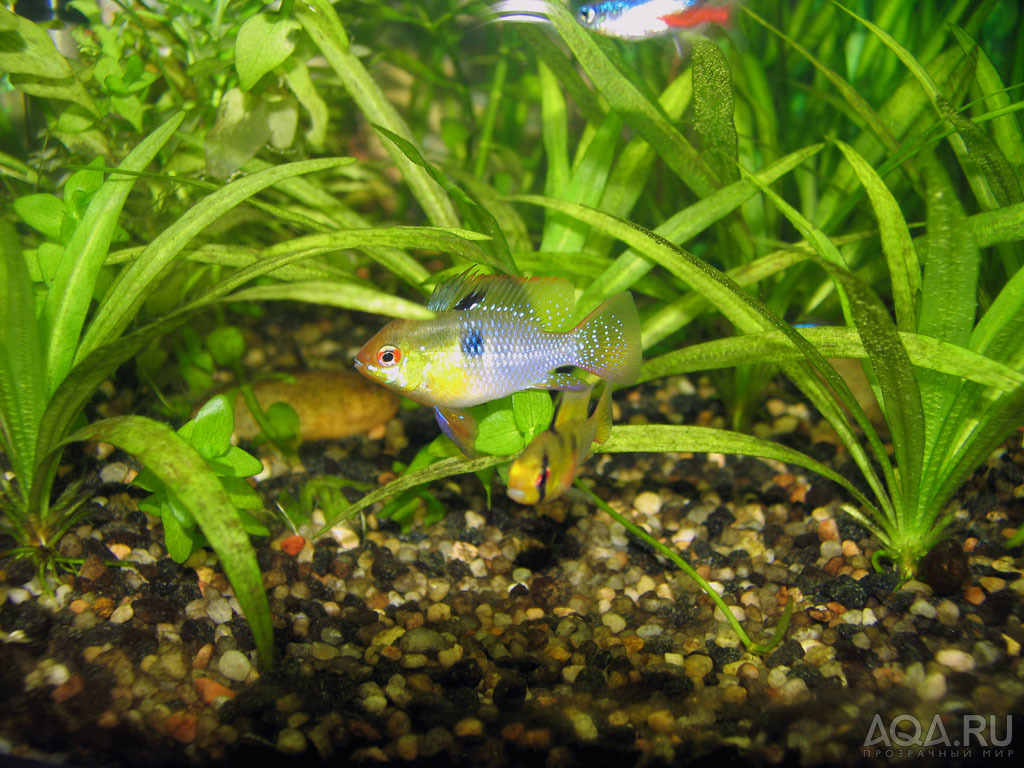 Mikrogeophagus ramirezi