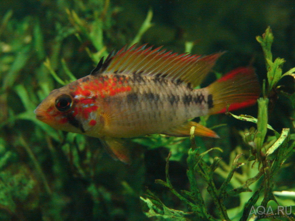 Apistogramma macmasteri