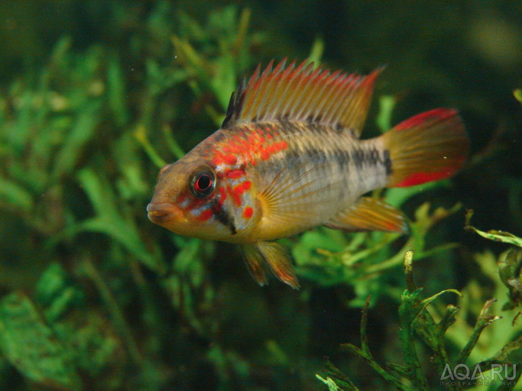 Apistogramma macmasteri