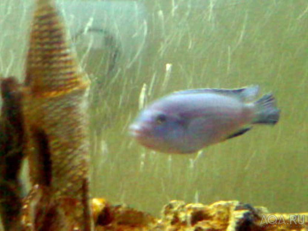 Pseudotropheus socolofi