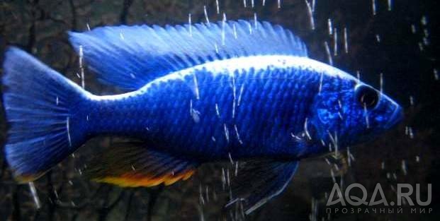 Sciaenochromis fryeri 