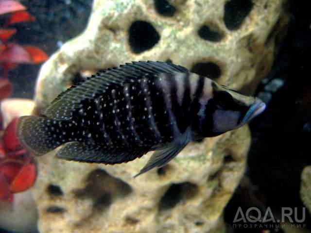 Altolamprologus calvus 