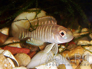 Lamprologus similis