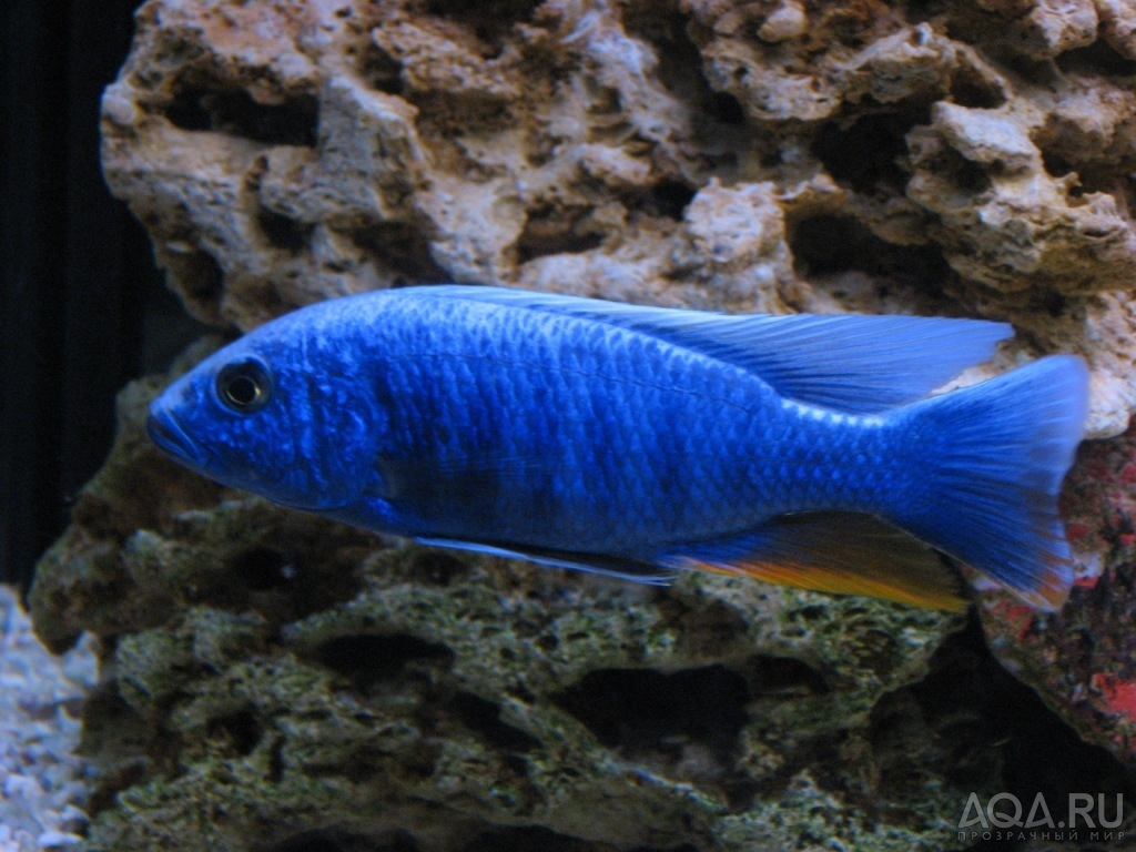 Sciaenochromis fryeri