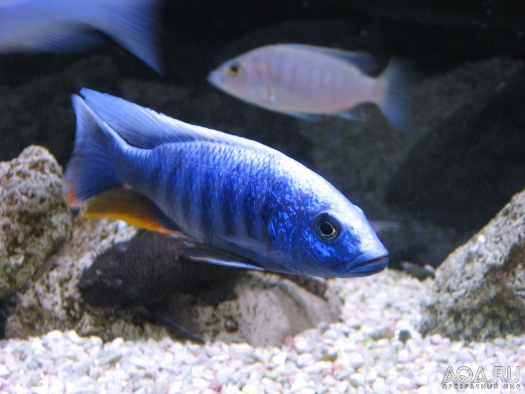 Sciaenochromis fryeri