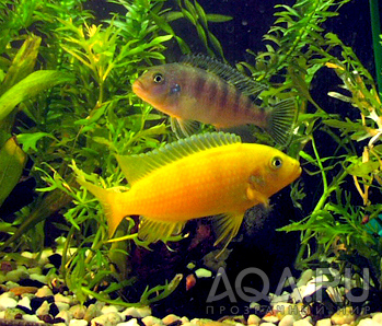 Pseudotropheus lombardoi