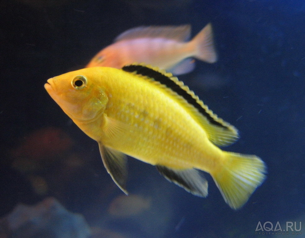 Labidochromis caeruleus