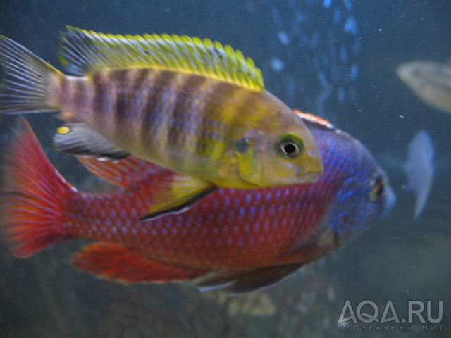 Tropheops Mauve Magunga