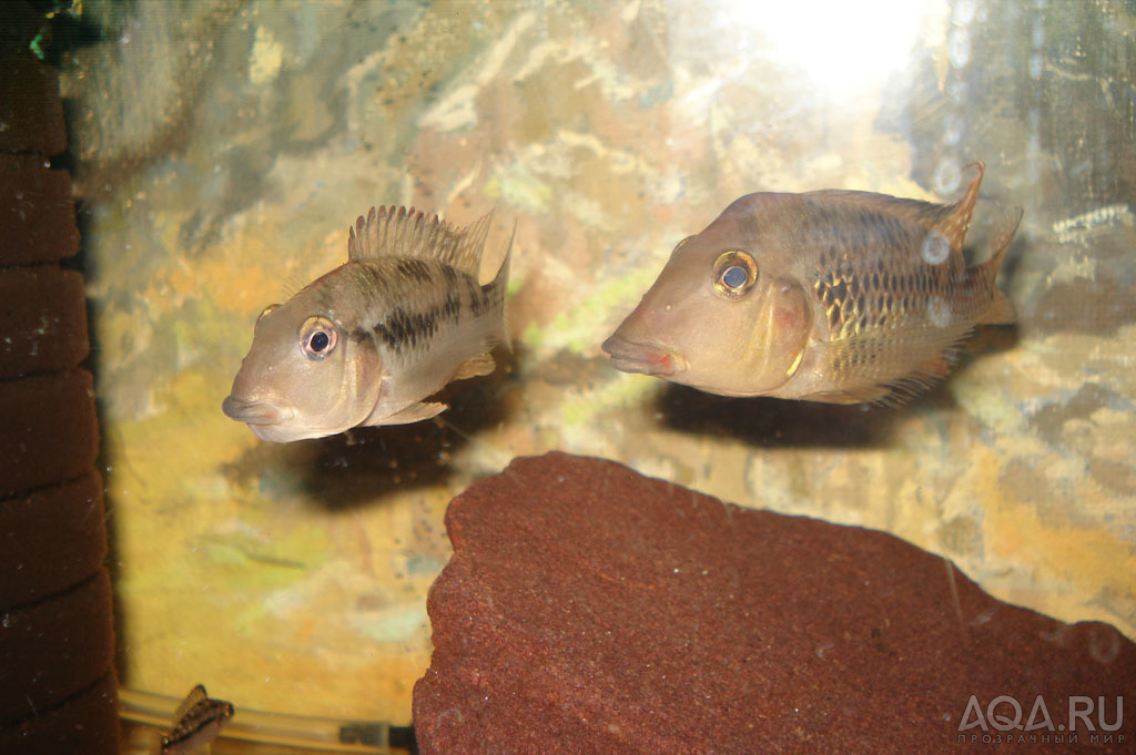 Geophagus steindachneri, пара