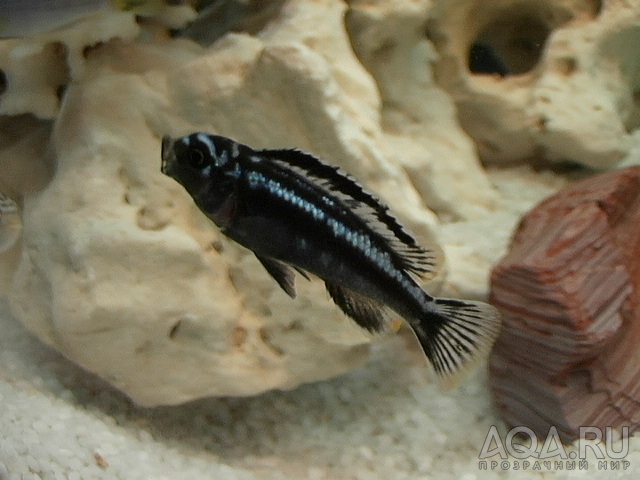 Melanochromis Cyaneorhabdos?