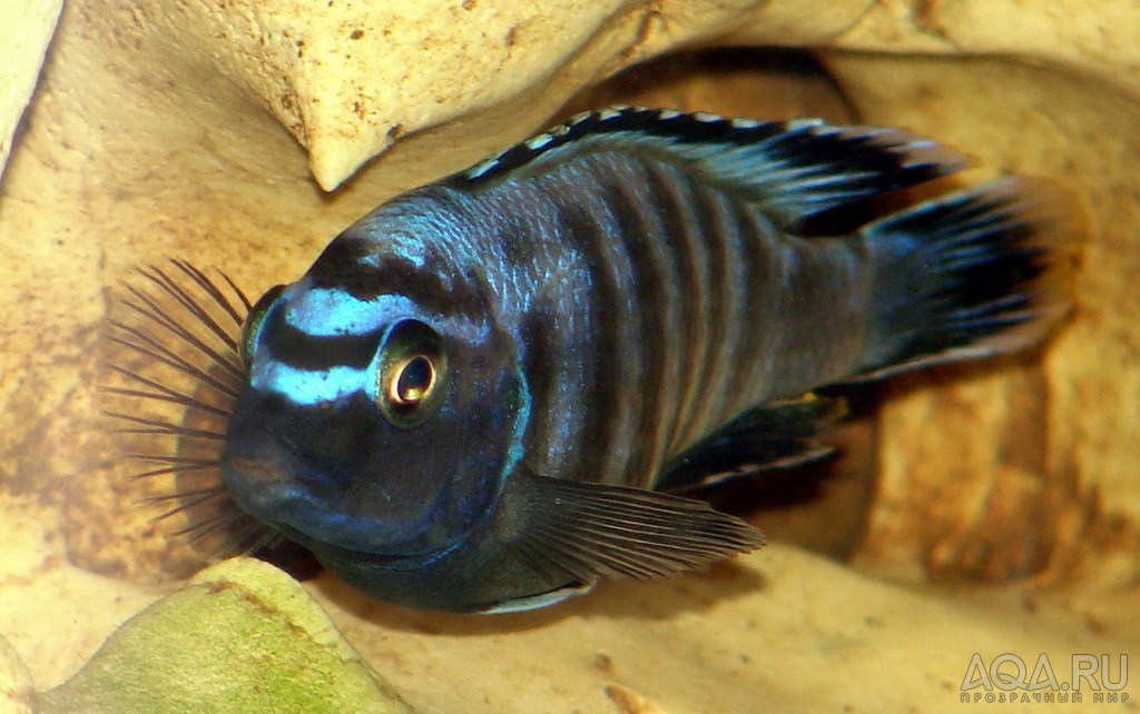 Pseudotropheus saulosi самец