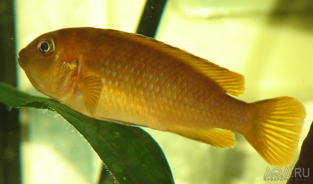 Pseudotropheus saulosi самка инкубирует