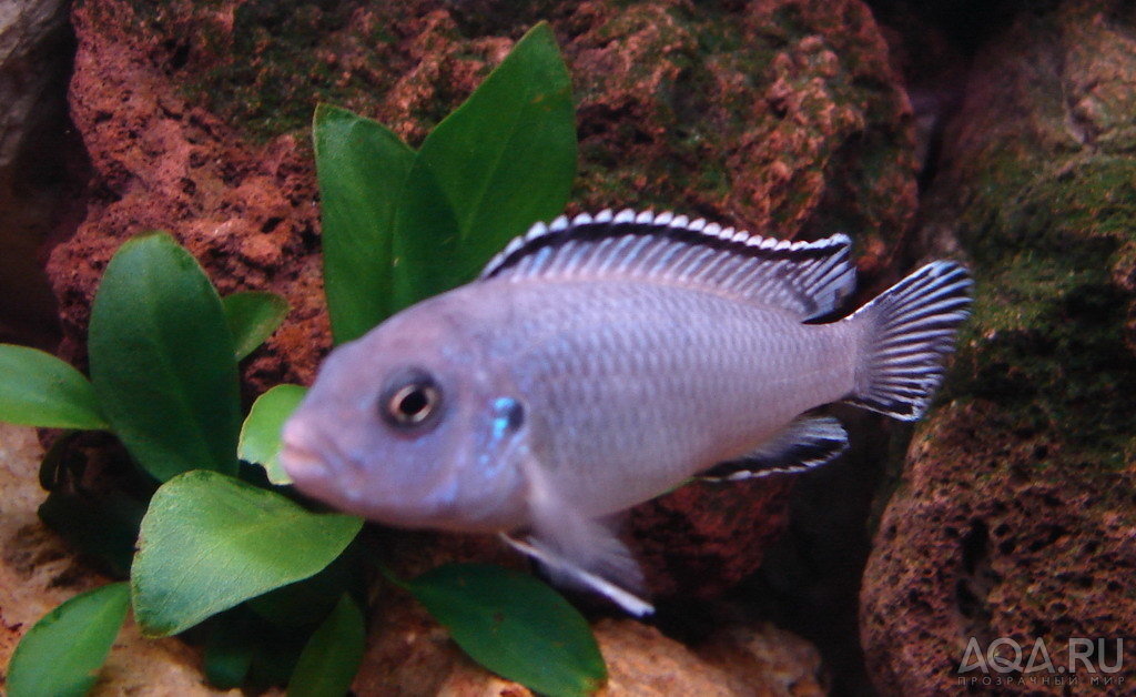 Pseudotropheus socolofi