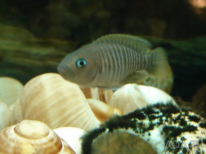 Neolamprologus multifasciatus