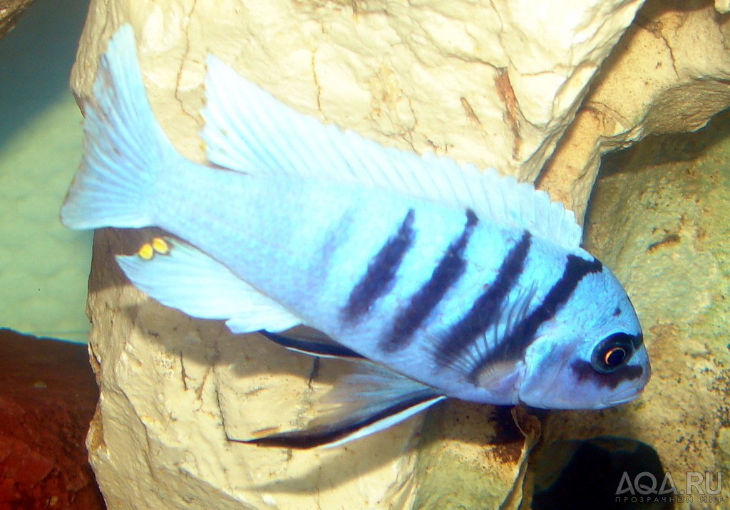 Cynotilapia sp. 