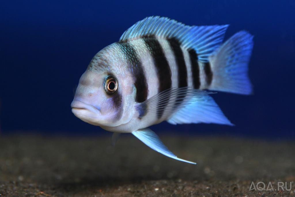 Cyphotilapia gibberosa 