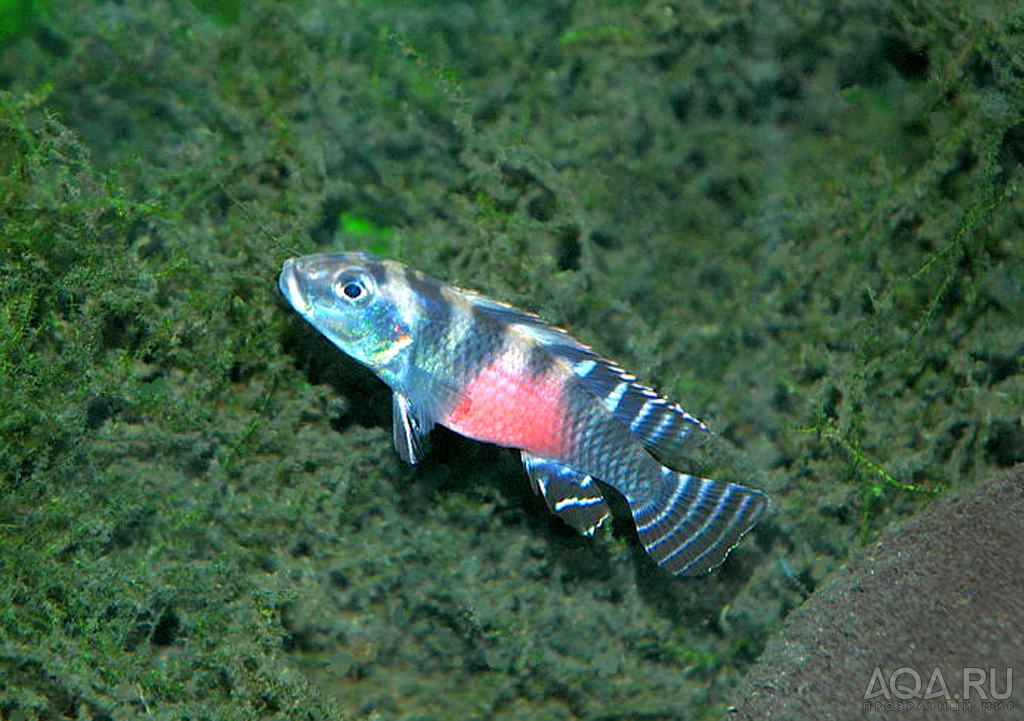 Nanochromis transvestitus