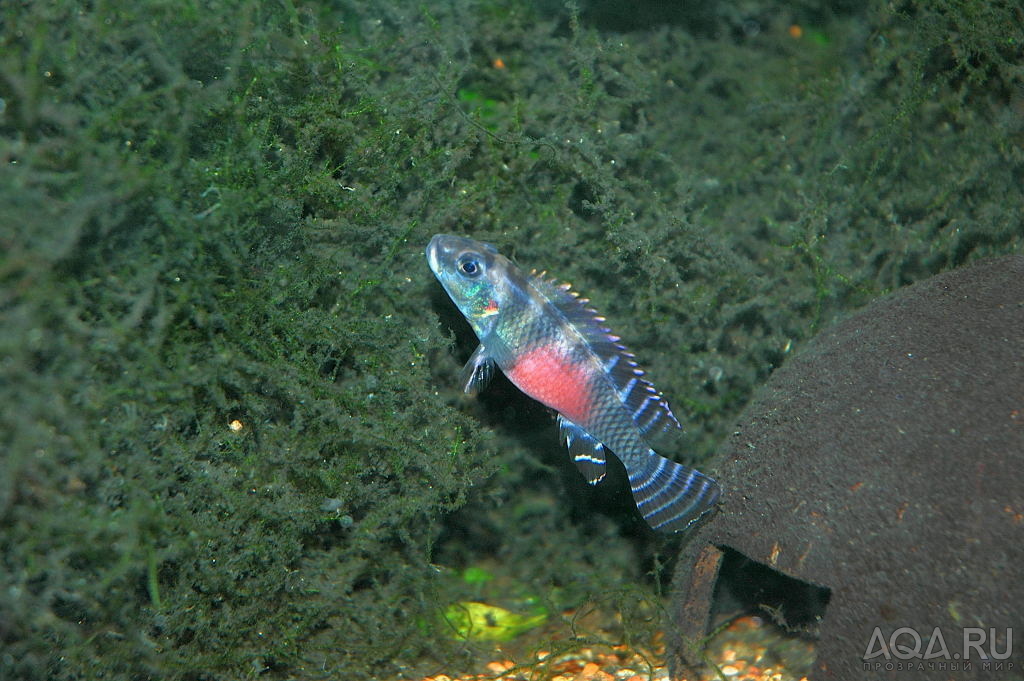 Nanochromis transvestitus