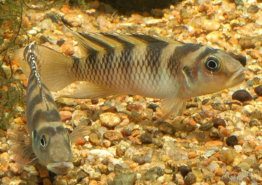 Nanochromis transvestitus