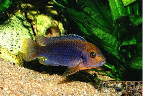 Iodotropheus Sprengerae