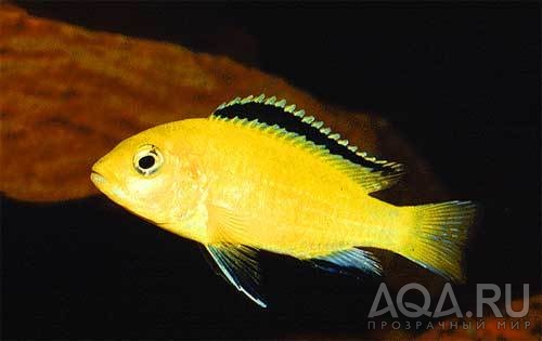 Labidochromis Caeruleus