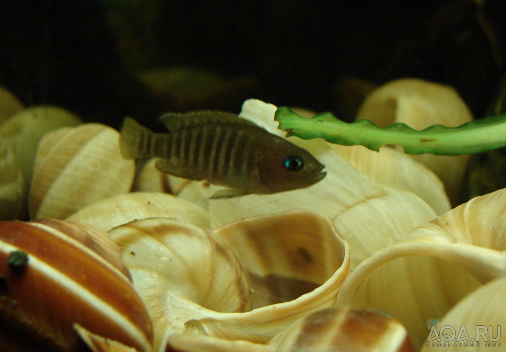 Neolamprologus multifasciatus