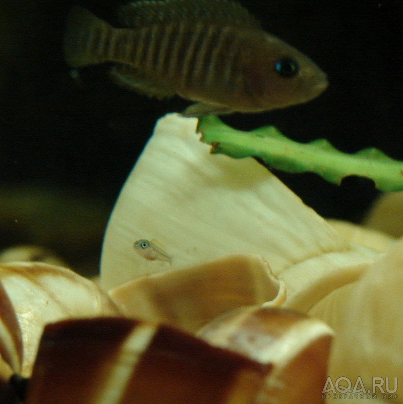 Neolamprologus multifasciatus