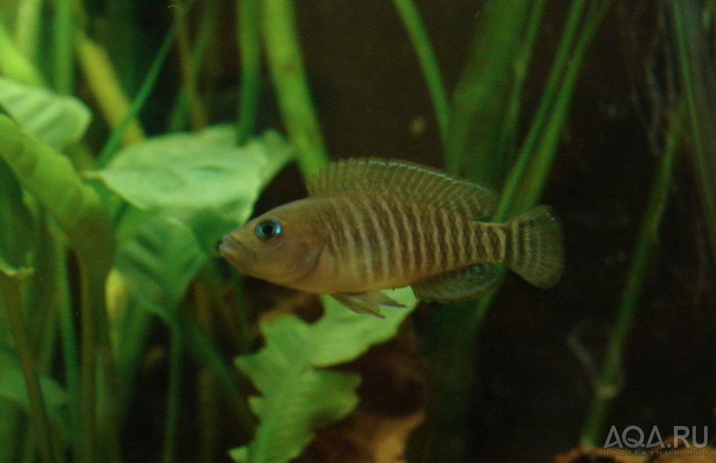 Neolamprologus multifasciatus