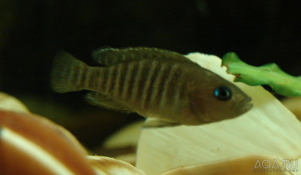 Neolamprologus multifasciatus