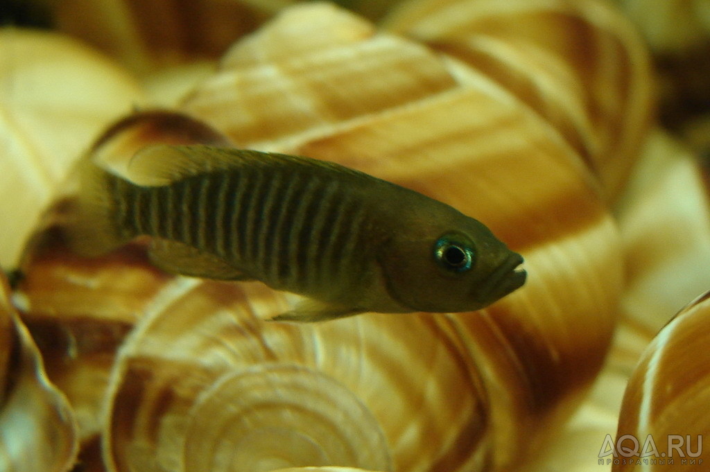 Neolamprologus multifasciatus