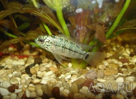 Apistogramma resticulosa