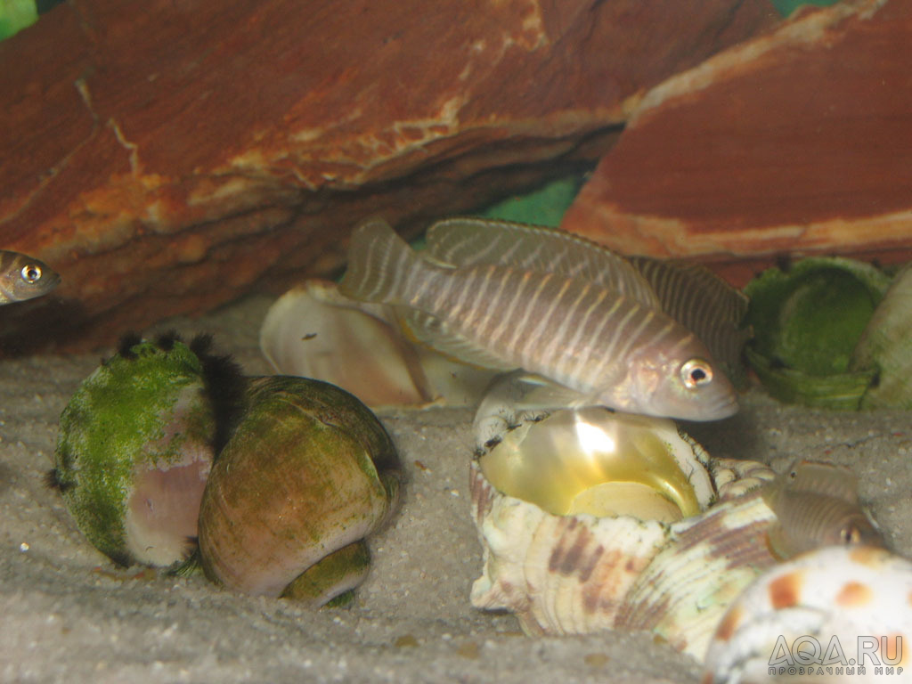 Lamprologus similis