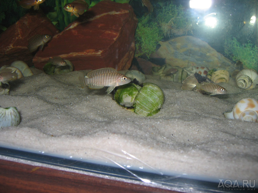 Lamprologus similis