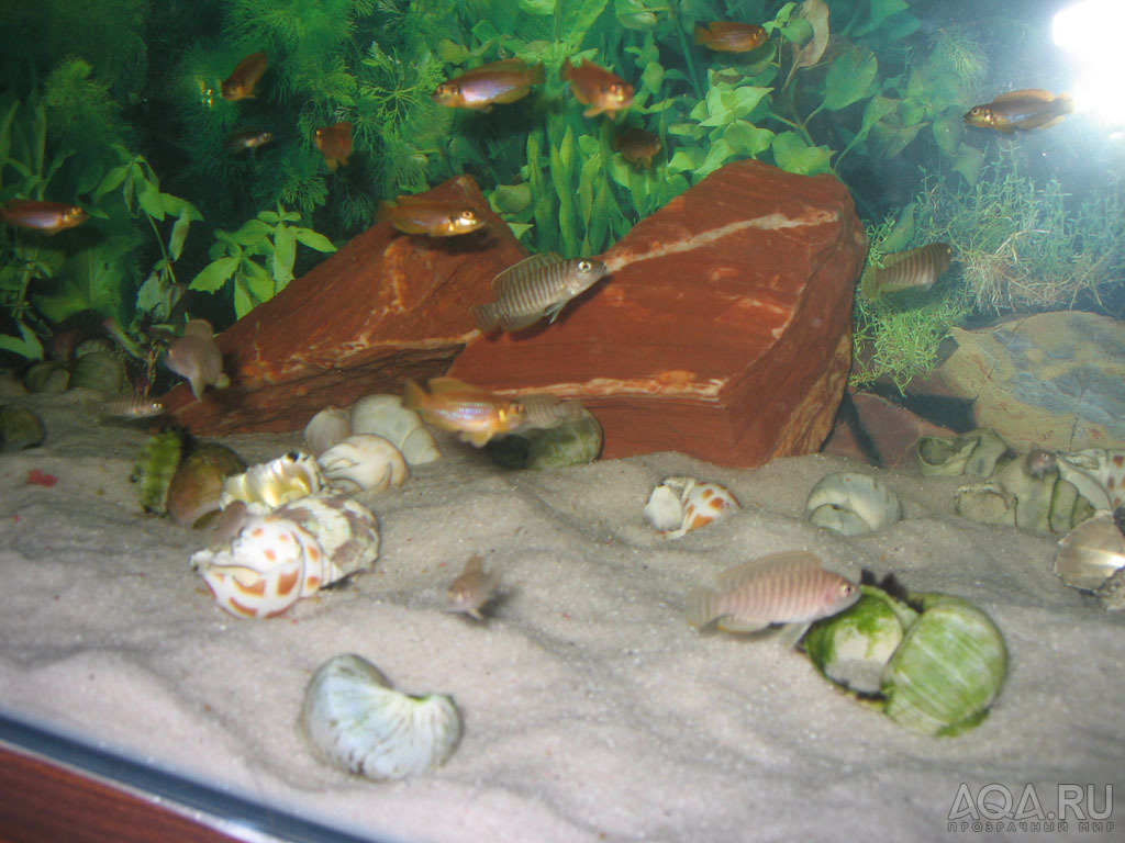 Lamprologus ocellatus 